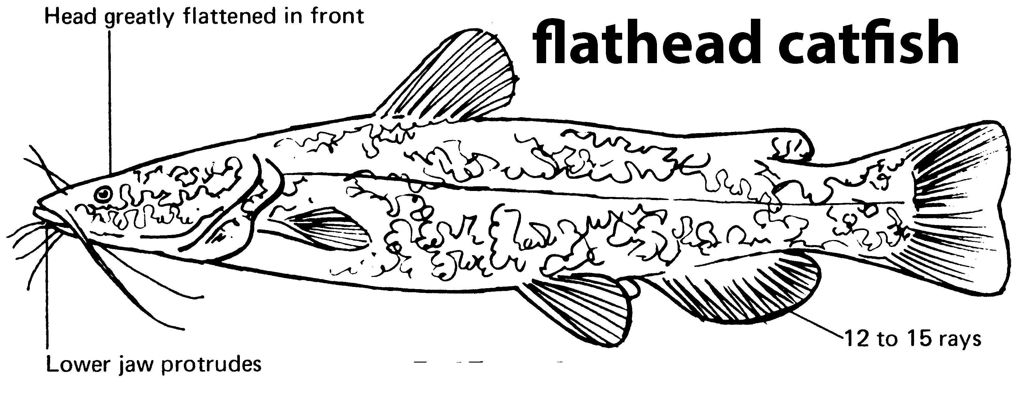 characteristics of a flathead catfish